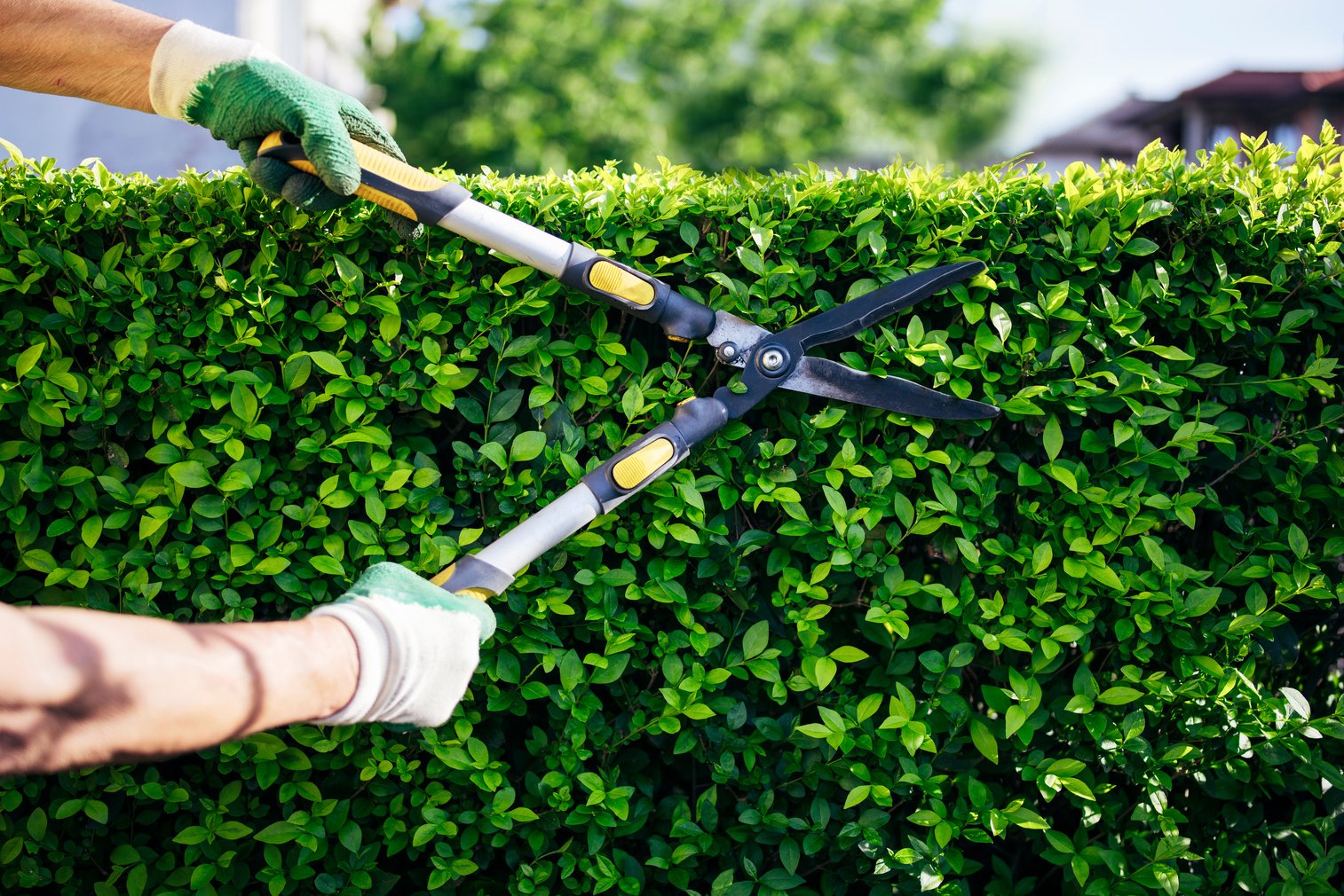 Professional Gardener Trimming Hedge In The Garden.